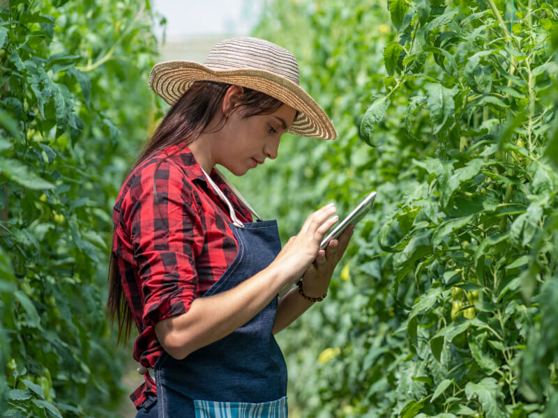woman checking her phone in the field